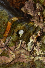 Echinolittorina ziczac