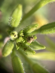 Acanthoscelidius acephalus