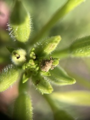 Acanthoscelidius acephalus