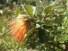 Diplolaena dampieri