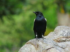 Copsychus sechellarum