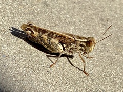 Calliptamus italicus