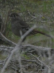 Drymodes brunneopygia