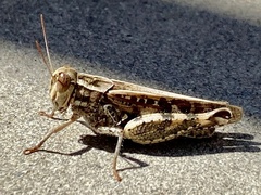 Calliptamus italicus