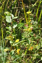 Pulicaria dysenterica