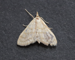 Paracorsia repandalis