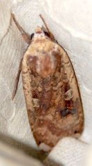 Noctua pronuba