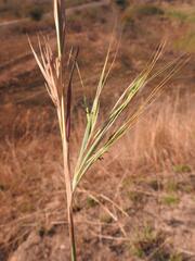 Hyperthelia dissoluta