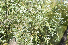 Salix