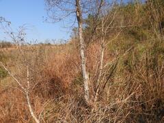 Heteropyxis natalensis