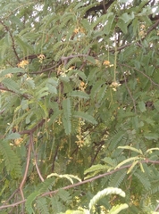 Tamarindus indica