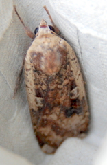 Noctua pronuba