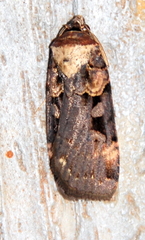 Pseudohermonassa bicarnea