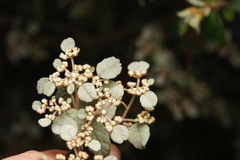Spyridium parvifolium
