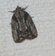 Etanna clopaea