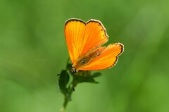 Lycaena virgaureae