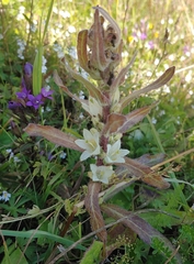 Campanula thyrsoides