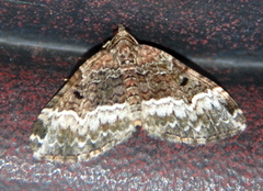 Euphyia intermediata