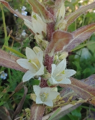 Campanula thyrsoides