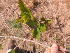 Rhoicissus tridentata tridentata