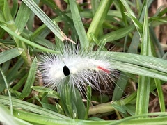 Calliteara pudibunda