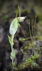 Pterostylis pyramidalis
