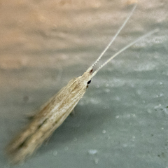 Coleophora