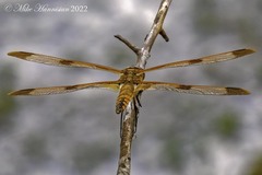 Libellula semifasciata