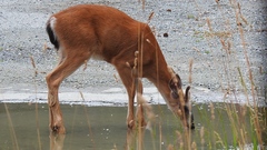 Odocoileus hemionus columbianus