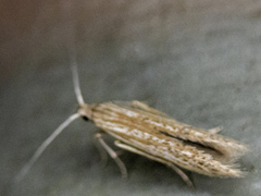 Coleophora
