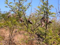 Vachellia swazica
