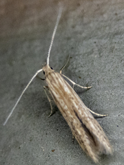 Coleophora