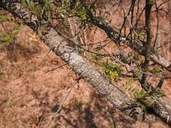 Vachellia swazica