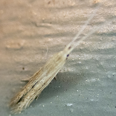 Coleophora
