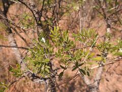 Vachellia swazica