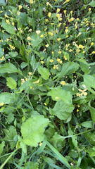 Raphanus raphanistrum