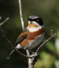 Batis capensis