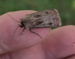 Agrotis exclamationis