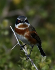 Batis capensis