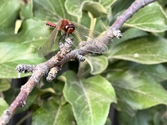 Sympetrum internum