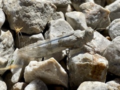 Sphingonotus caerulans
