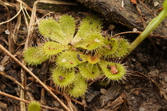 Drosera aberrans