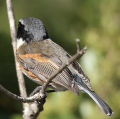 Batis capensis