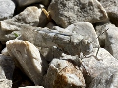 Sphingonotus caerulans