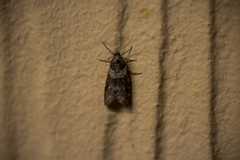 Lepidoscia heliochares