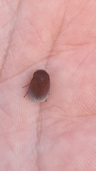Maladera holosericea