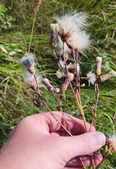 Cirsium arvense integrifolium