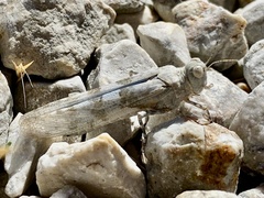 Sphingonotus caerulans