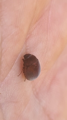Maladera holosericea