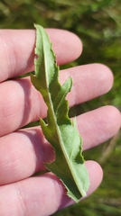 Cirsium arvense integrifolium